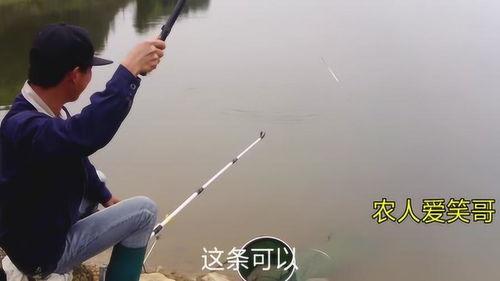 钩鱼视频在线观看,在线观赏钓鱼技巧与乐趣