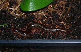 养殖蜈蚣视频,从视频看高效养殖秘诀
