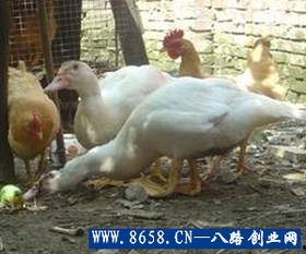 日本鸡鸭窝,传统与现代交织的生态农业典范